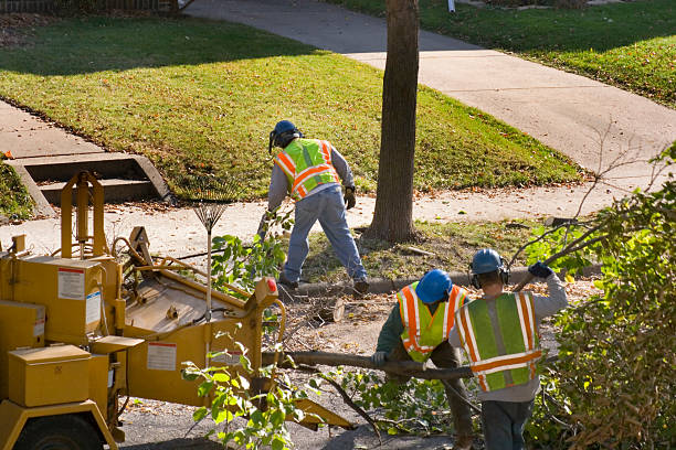 Tree Removal for Businesses in Marshfield, WI